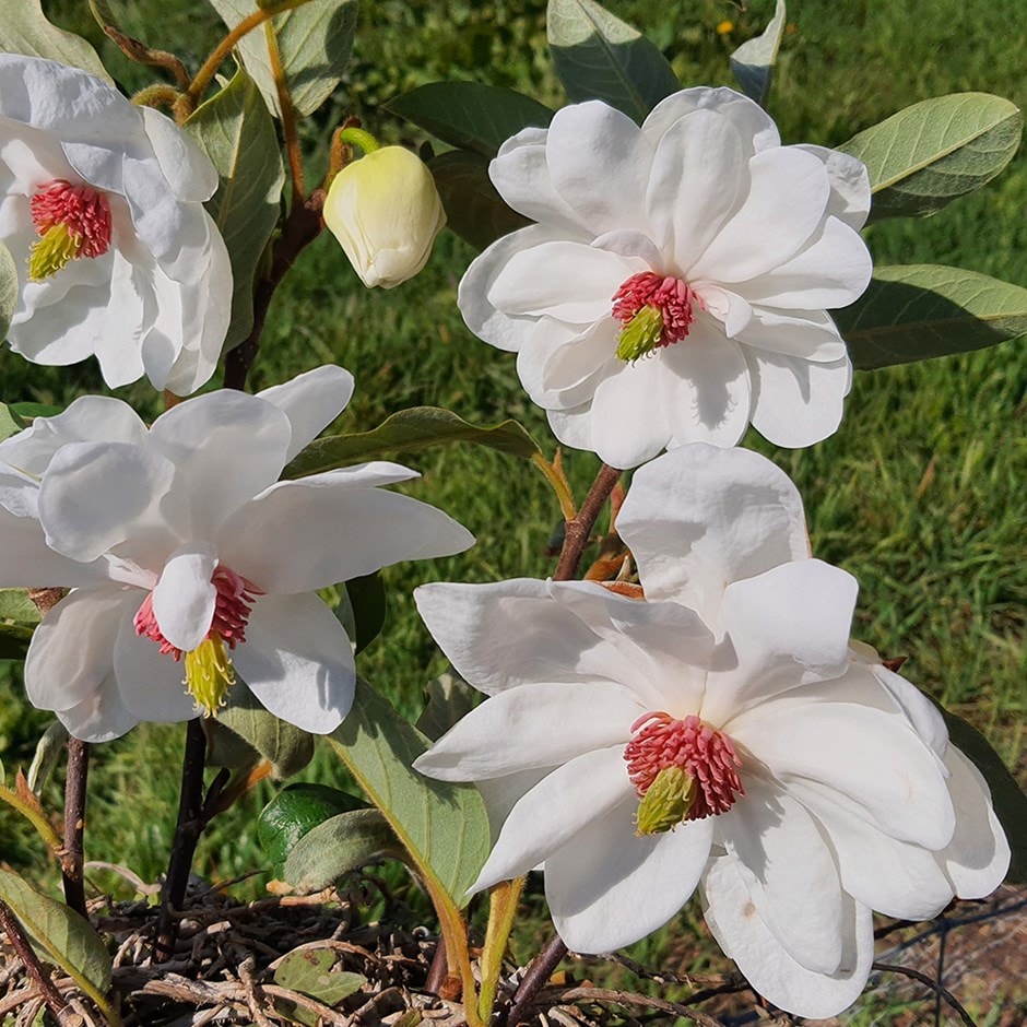 <i>Magnolia wilsonii</i> 'Eileen Baines'