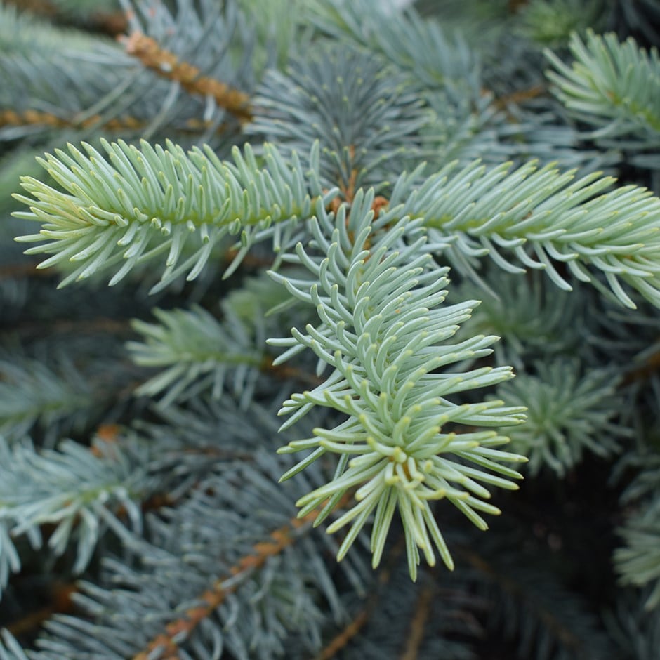 <i>Picea pungens</i> 'Erich Frahm'