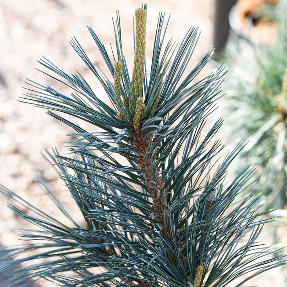 <i>Pinus flexilis</i> 'Vanderwolf's Pyramid'