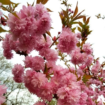 Prunus Asano