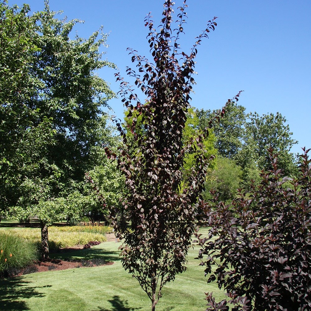 flowering cherry blossom tree ( syn. Prunus cerasifera 'Cripoizam' )