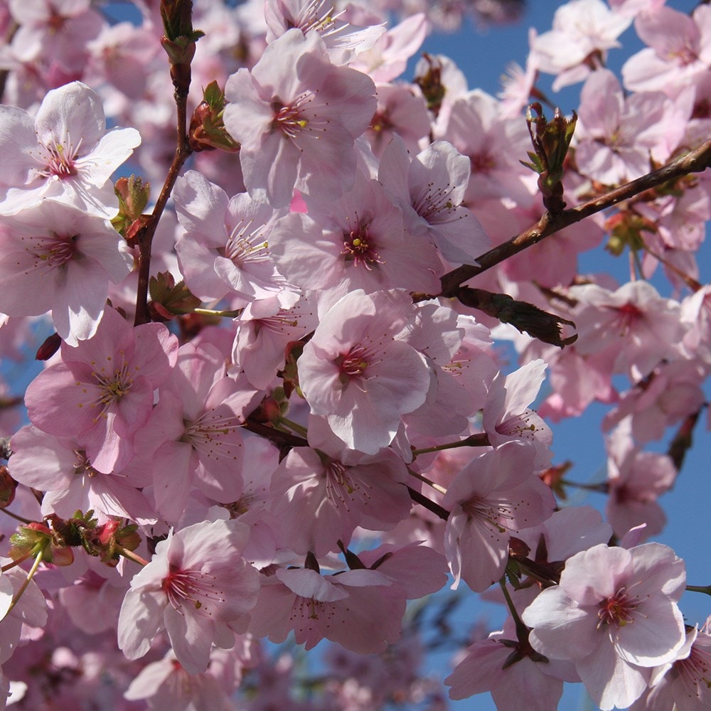 Product options image