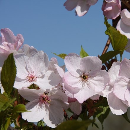 Prunus Mikuruma-gaeshi