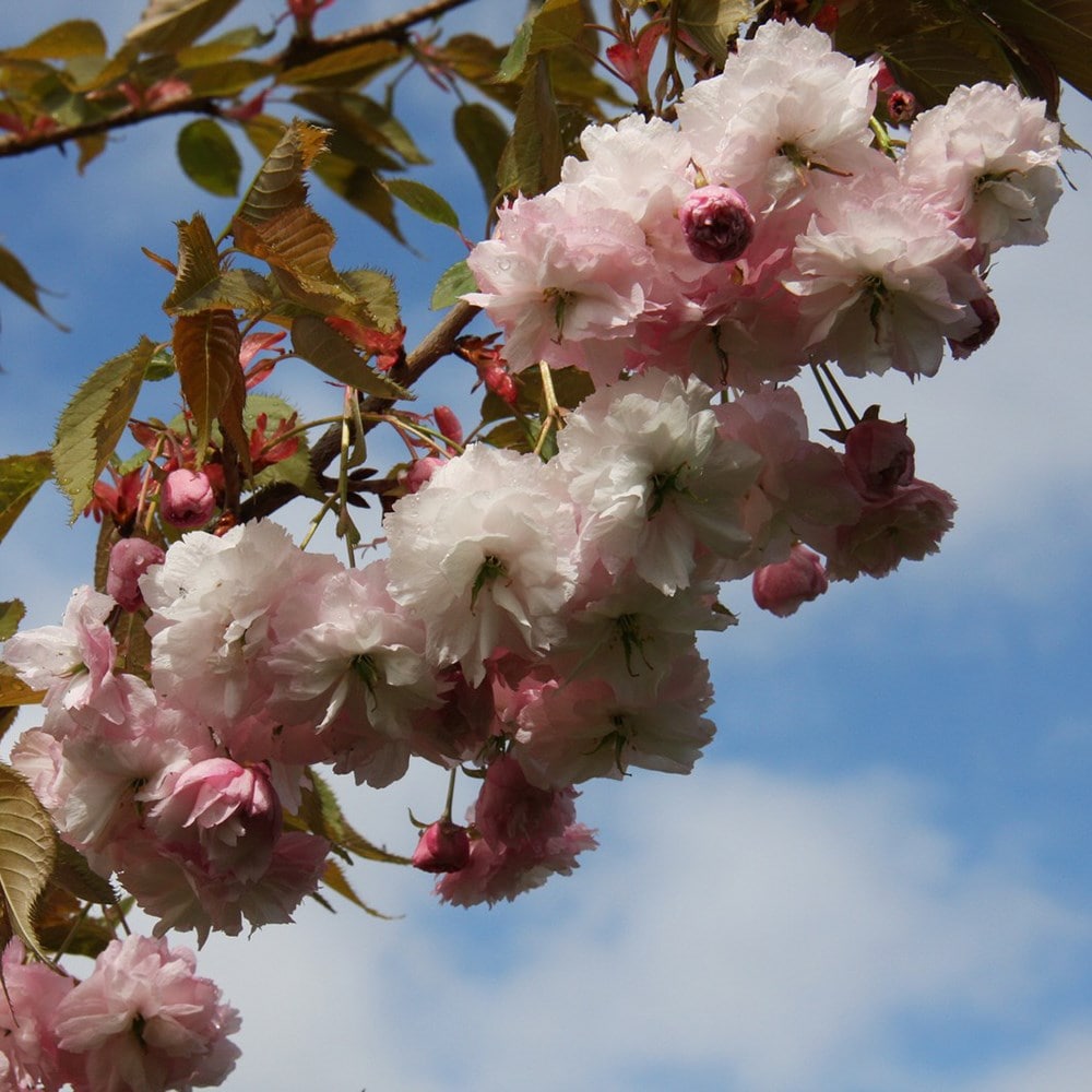 cherry 'Hanagasa' (syn.Prunus Pink Parasol)
