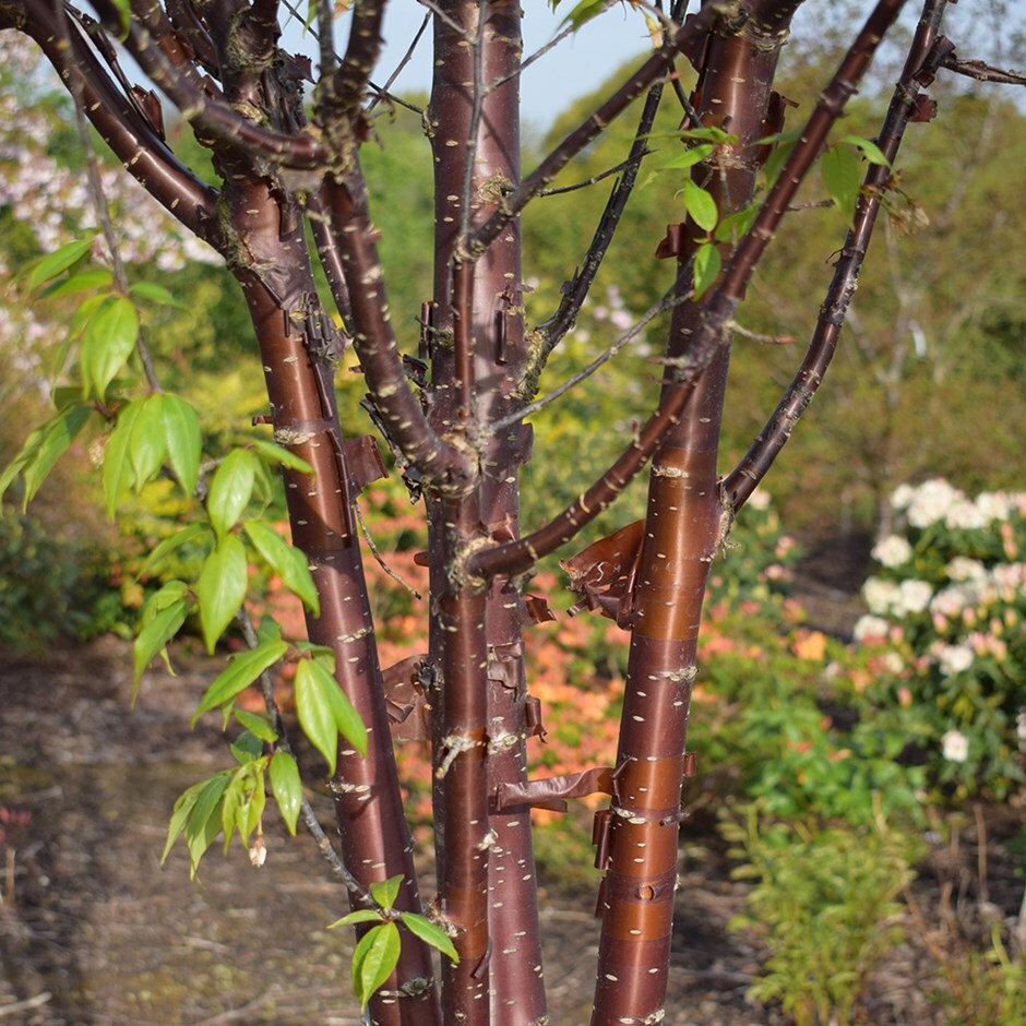 Buy Tibetan Cherry Blossom Tree Syn Prunus Serrula Branklyn Form Prunus Serrula Branklyn £