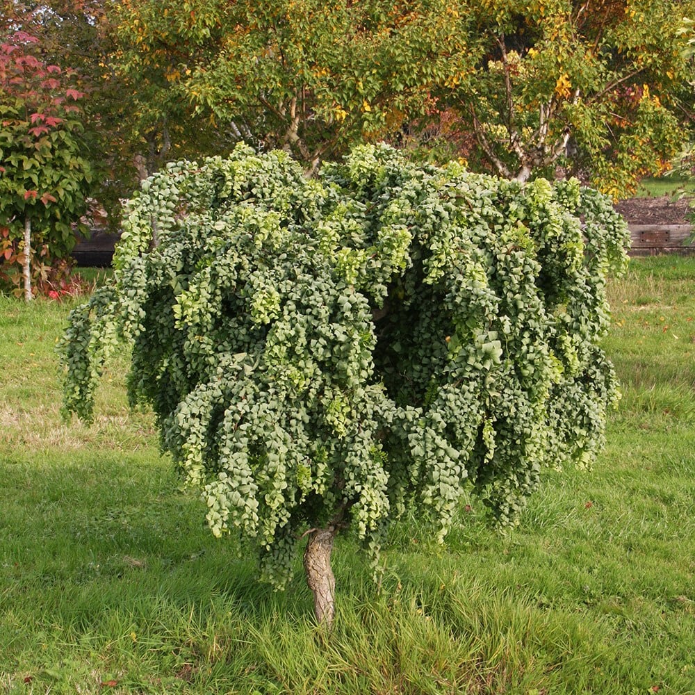 <i>Robinia pseudoacacia</i> 'Lace Lady' (PBR)