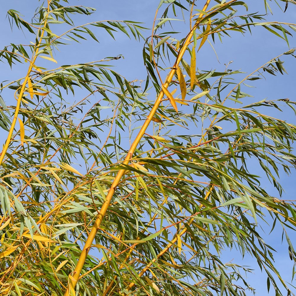 <i>Salix alba</i> 'Tristis'
