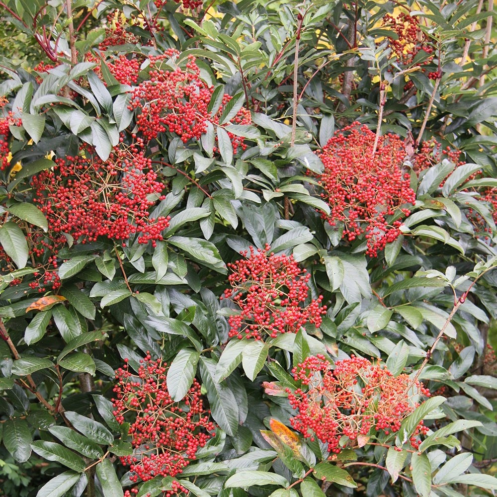 <i>Sorbus splendens</i> 