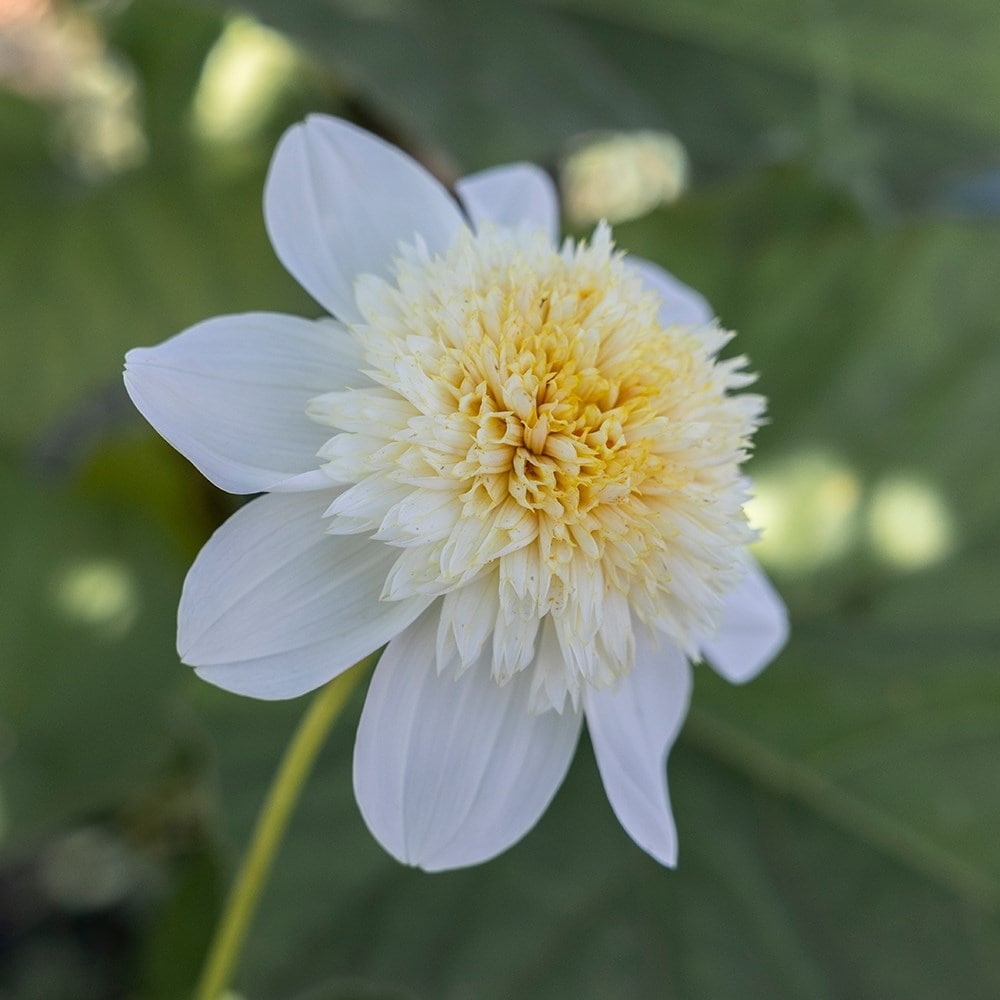 Product options image