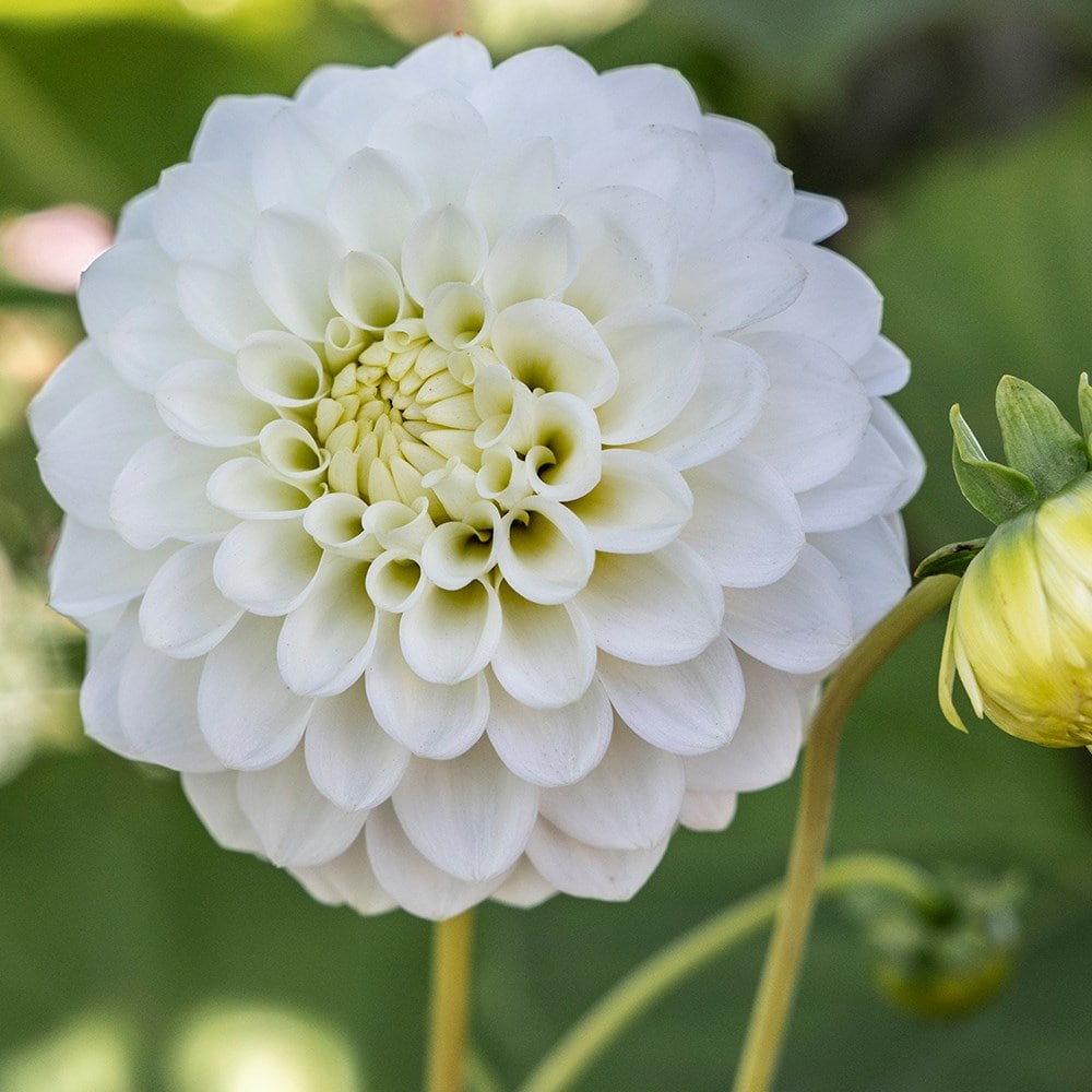 Product options image