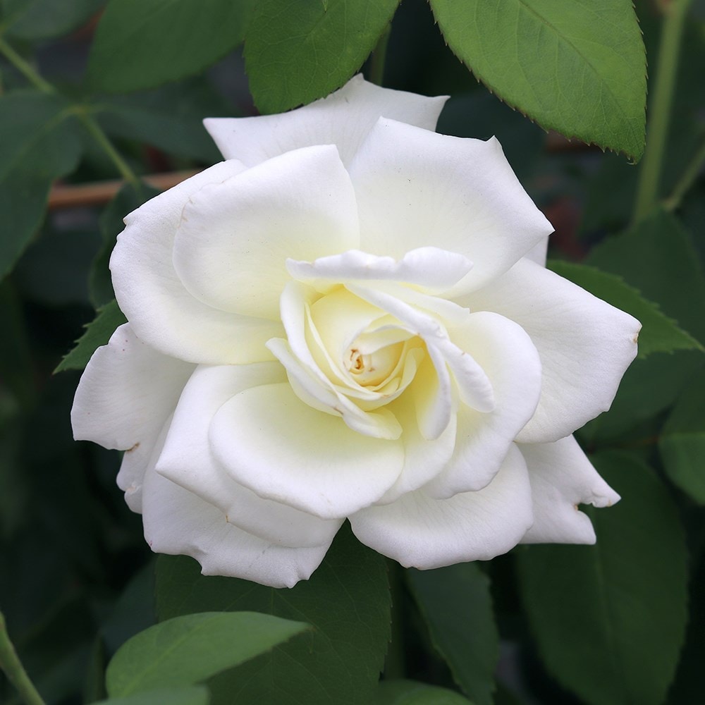 <i>Rosa</i> <b class=small-caps>Sugar Moon</b> ('Wekmemolo') (PBR) | Hybrid Tea Rose