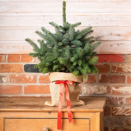 Christmas tree pot grown blue spruce with festive wrapping & bow