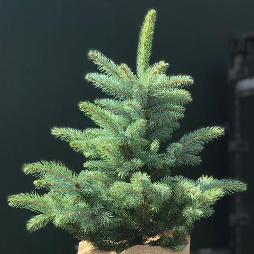 Christmas tree pot grown blue spruce with festive wrapping & bow