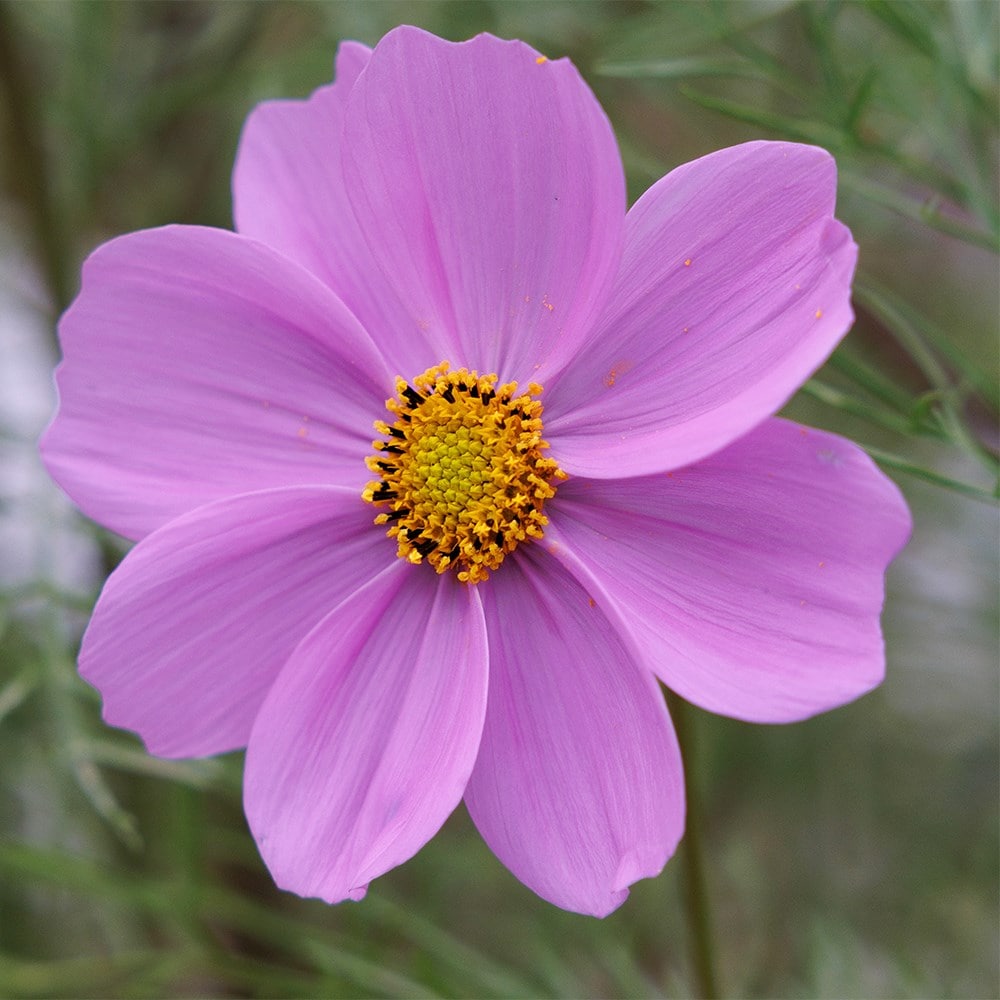 Product options image