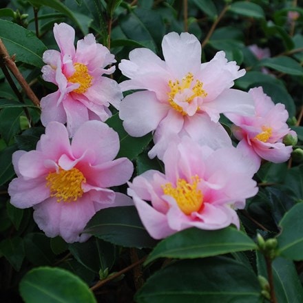 Camellia 'Winter's Toughie'