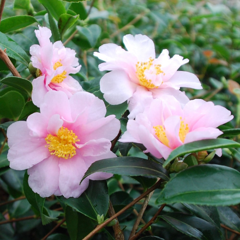 <i>Camellia</i> 'Winter's Toughie'