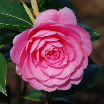 Camellia × williamsii 'E.G. Waterhouse'