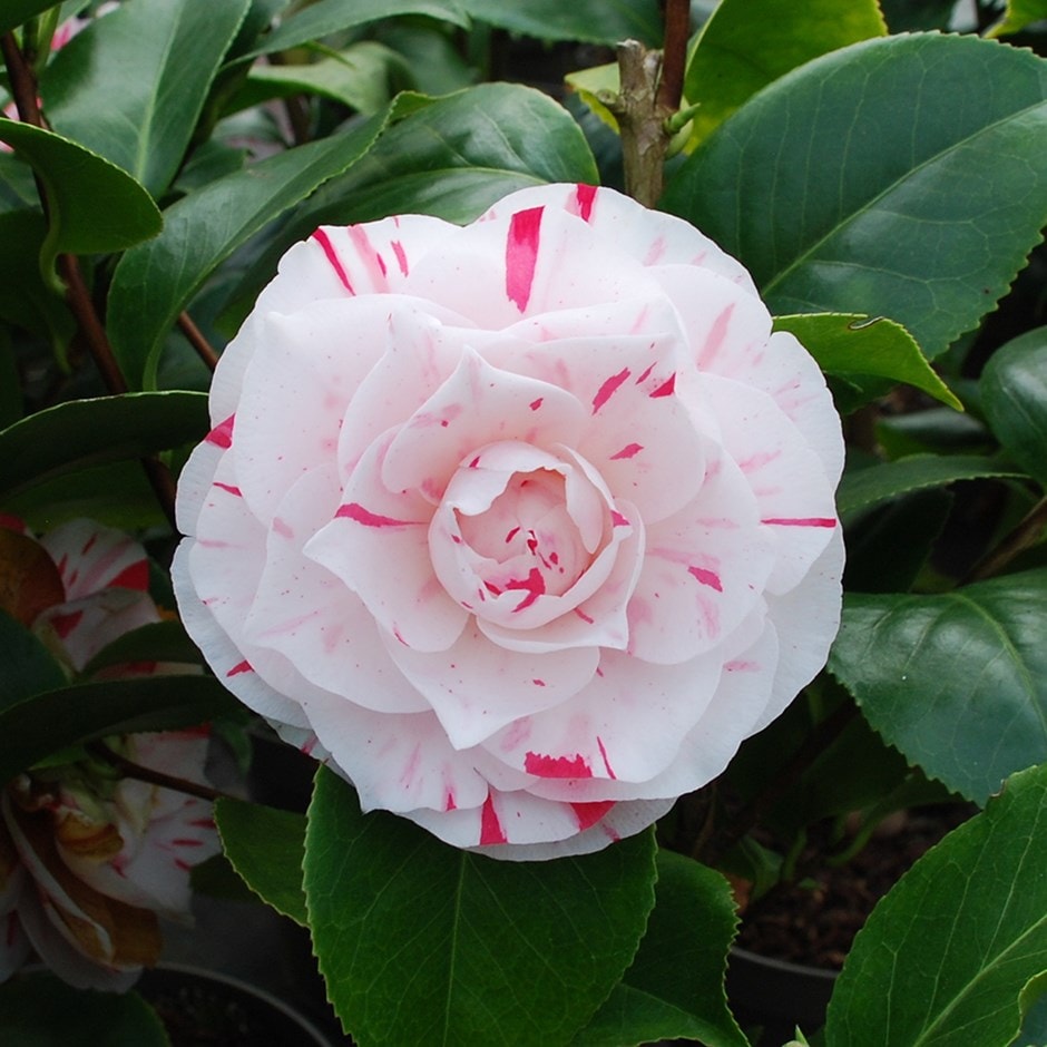 <I>Camellia</i> × <i>williamsii</i> 'Lavinia Maggi'