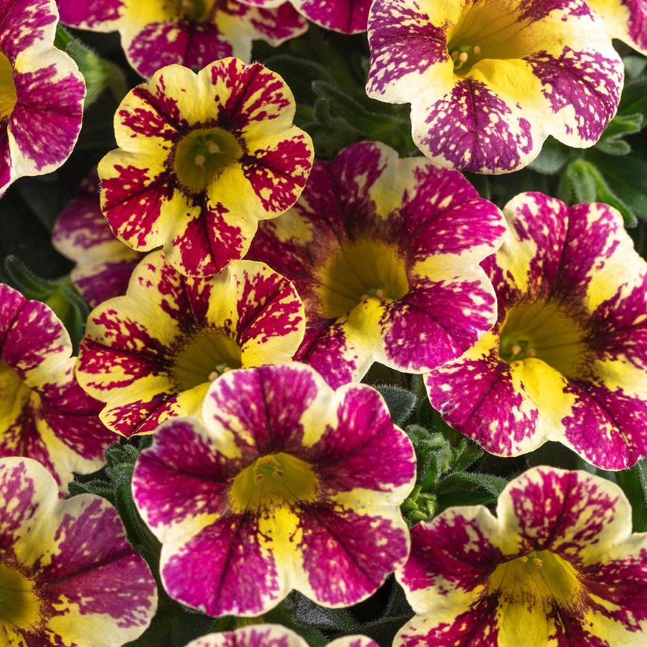 mini petunia / million bells