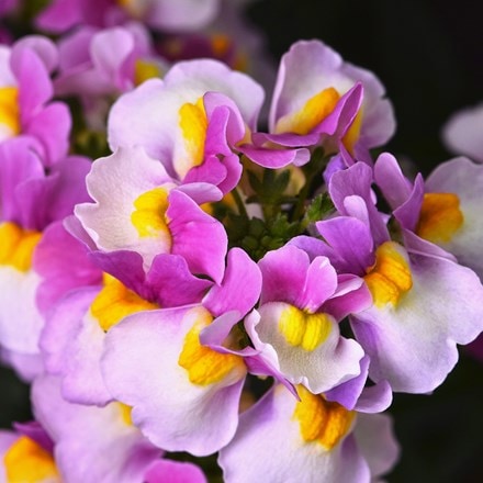 Nemesia Escential Pinkberry Improved (Escential Series)