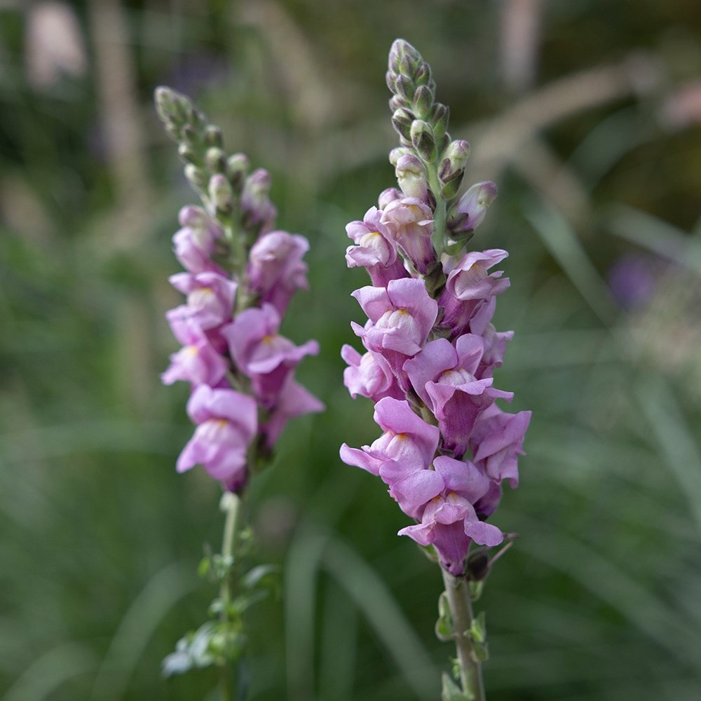 <i>Antirrhinum majus</i> 'Potomac Lavender'