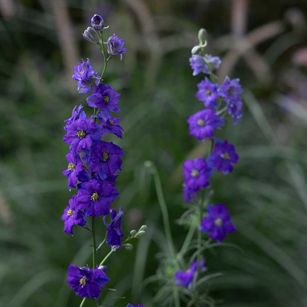 larkspur
