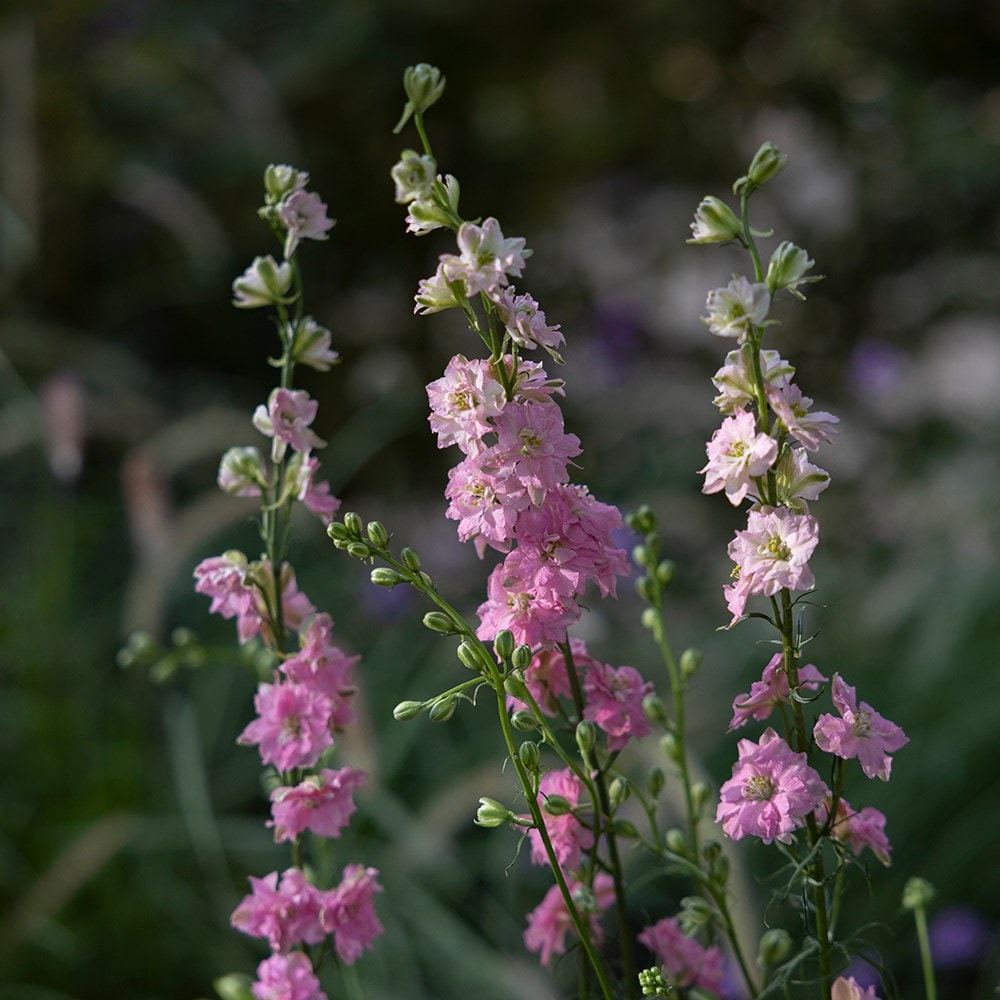 Product options image