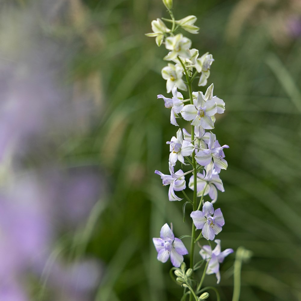 larkspur