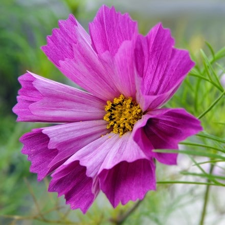 Cosmos bipinnatus Pied Piper mixed