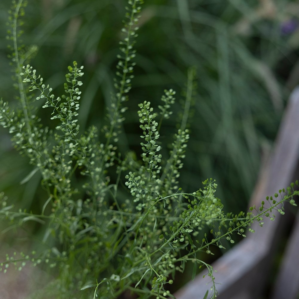 Buy Persian Cress / Ornamental Cress Lepidium Sativum: Delivery By ...