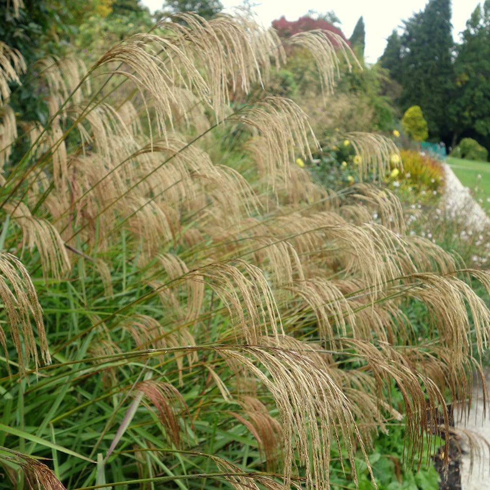 Product options image