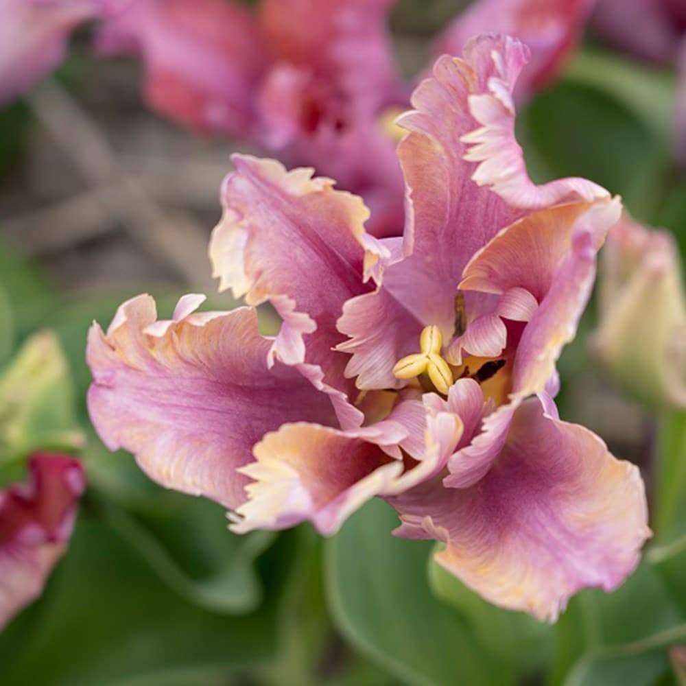 Product options image