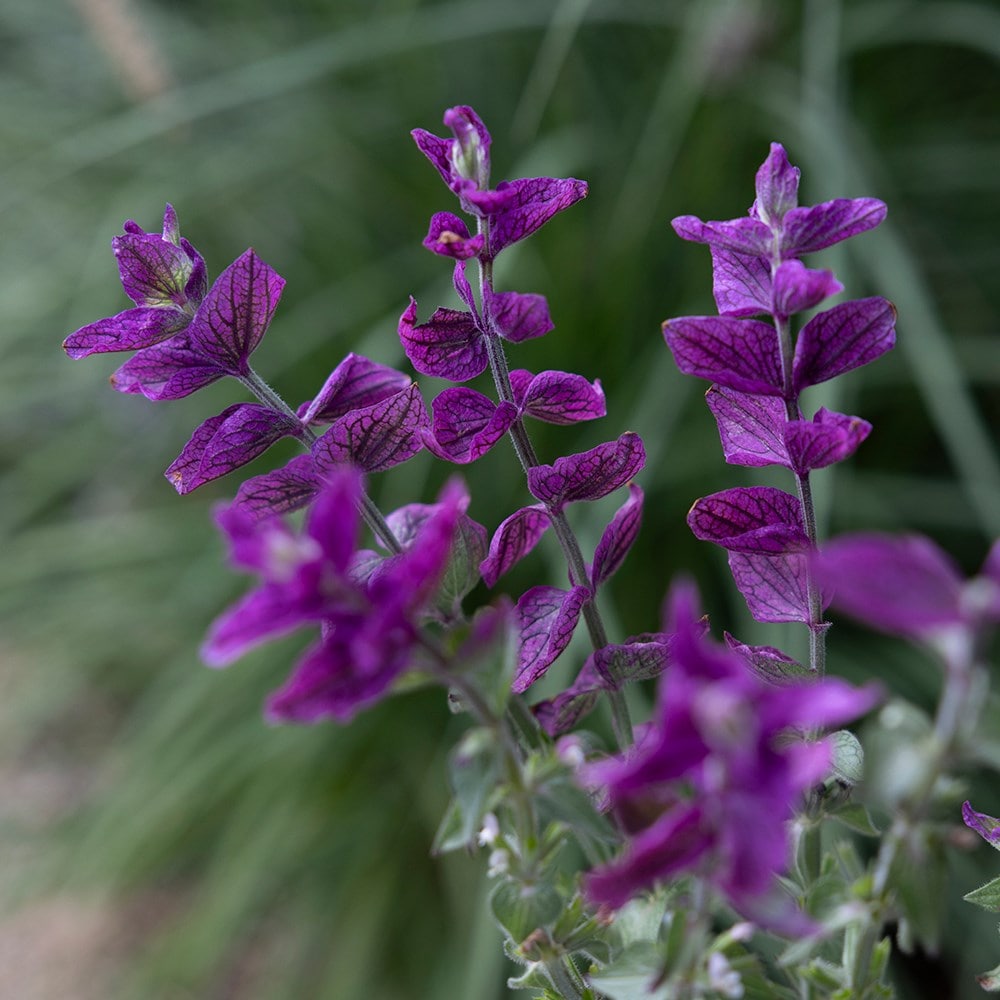 Product options image