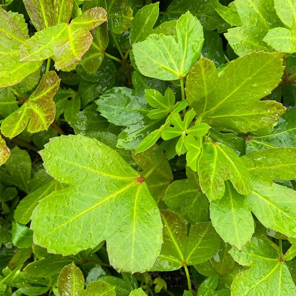 Product options image