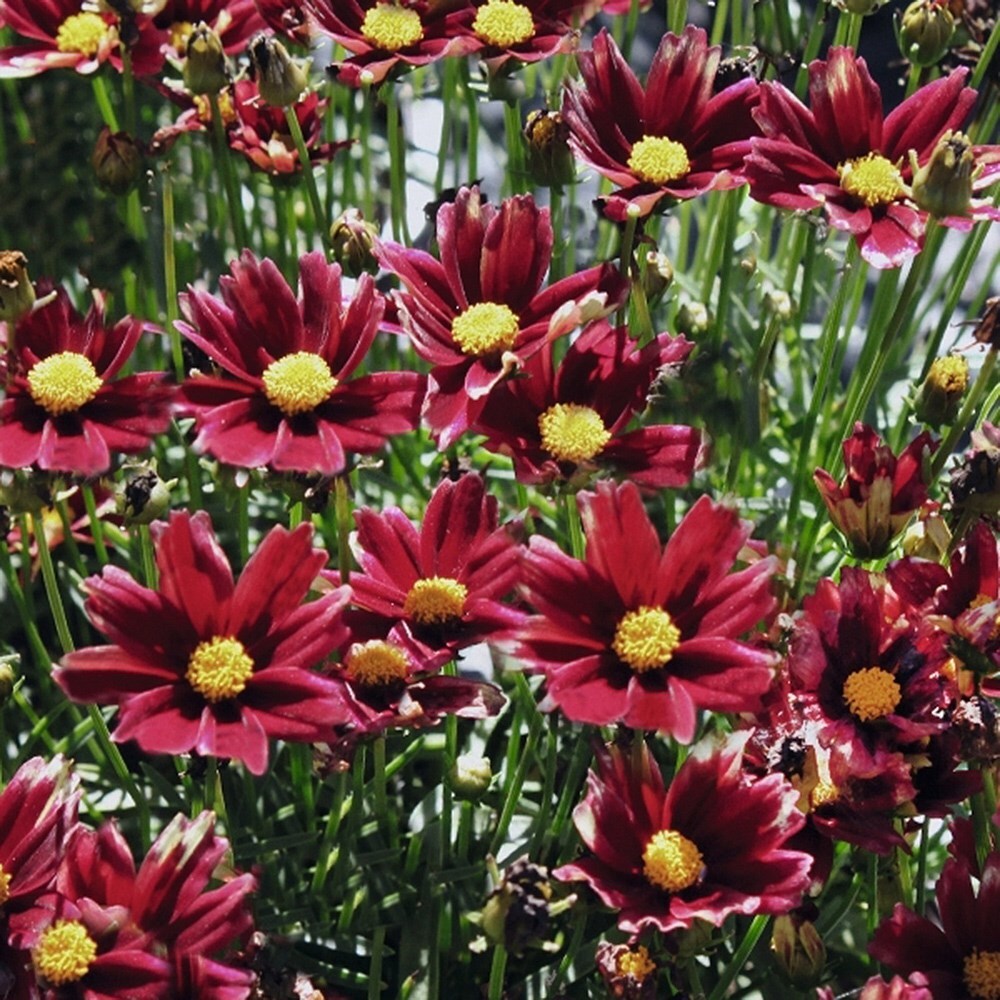 Buy Tickseed Coreopsis Red Elf (PBR) (Li'l Bang Series): £6.99 Delivery ...