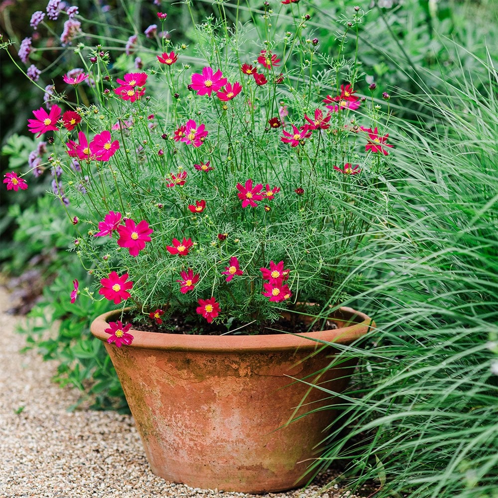 <i>Cosmos bipinnatus</i> 'Cosimo Purple Red' (Cosimo Series)