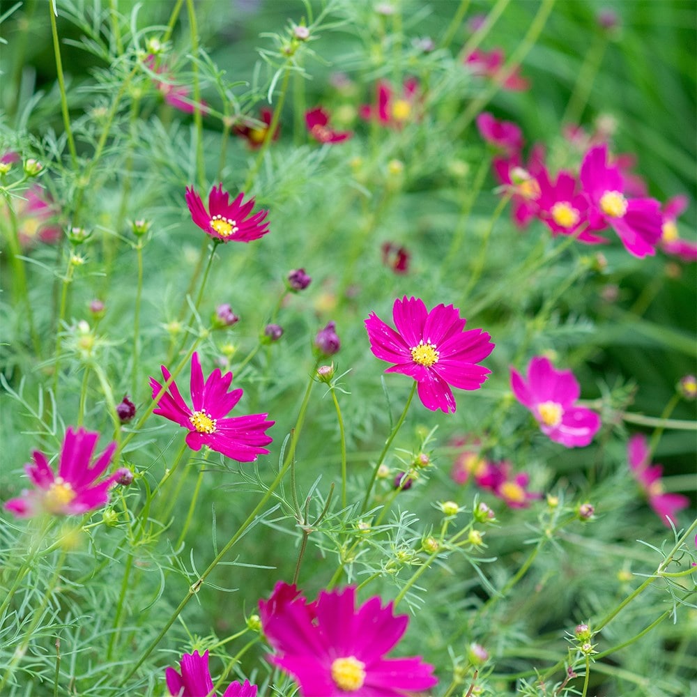 <i>Cosmos bipinnatus</i> 'Cosimo Purple Red' (Cosimo Series)