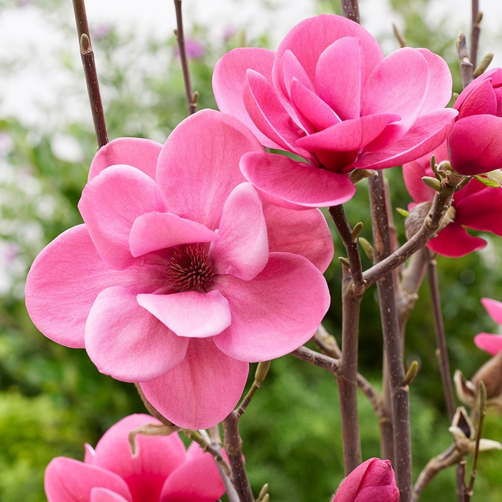 Product options image