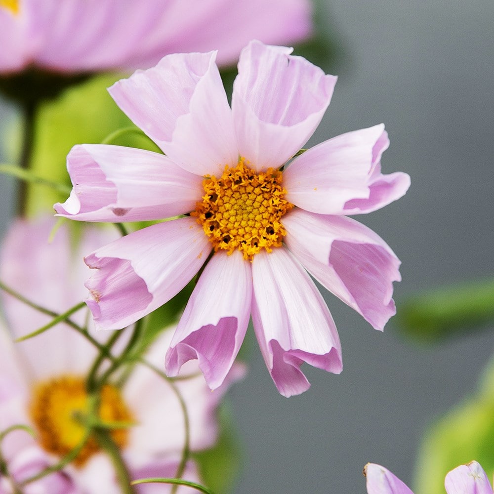 <i>Cosmos bipinnatus</i> 'Hummingbird Lilac'
