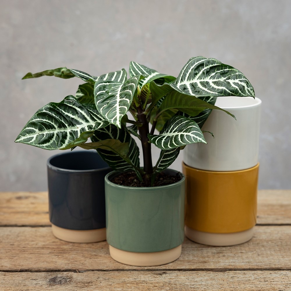 Product options image