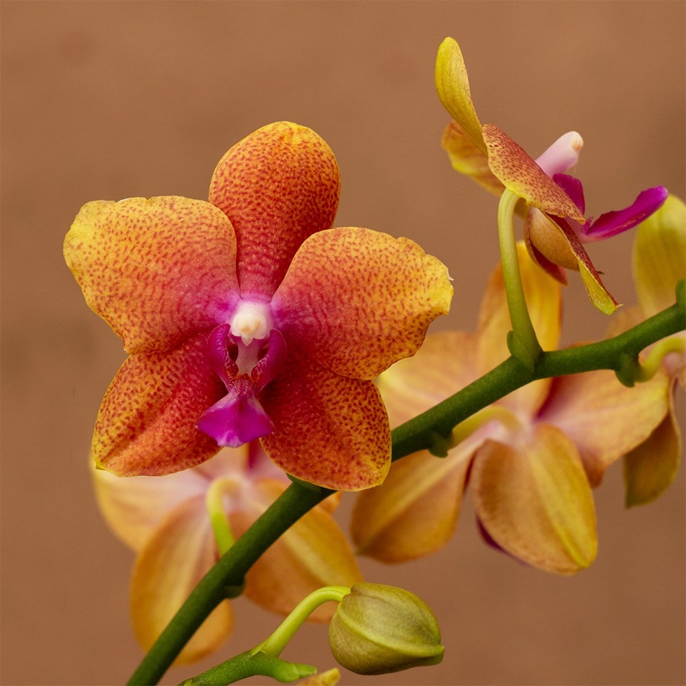 Product options image