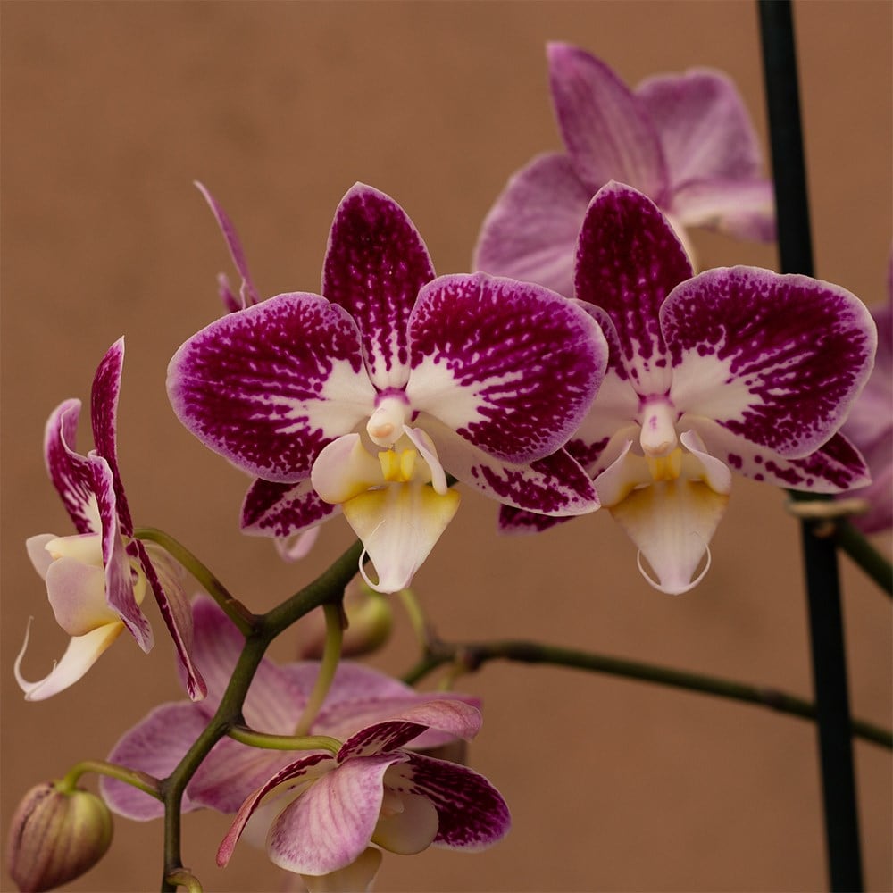 Product options image