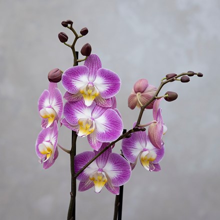 Phalaenopsis Split