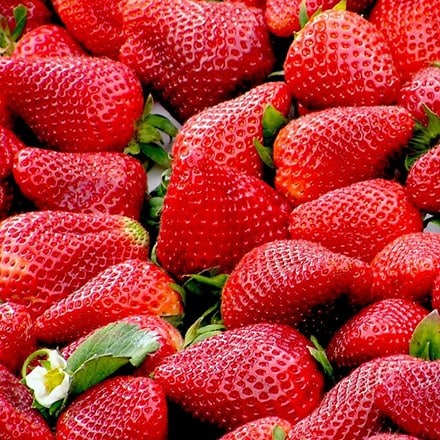 strawberry Hapil