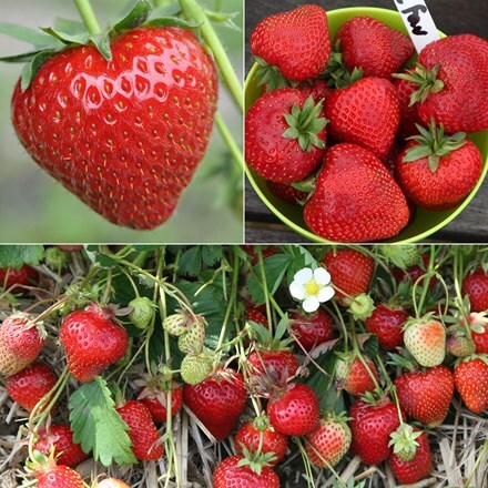Early to late fruiting strawberry collection