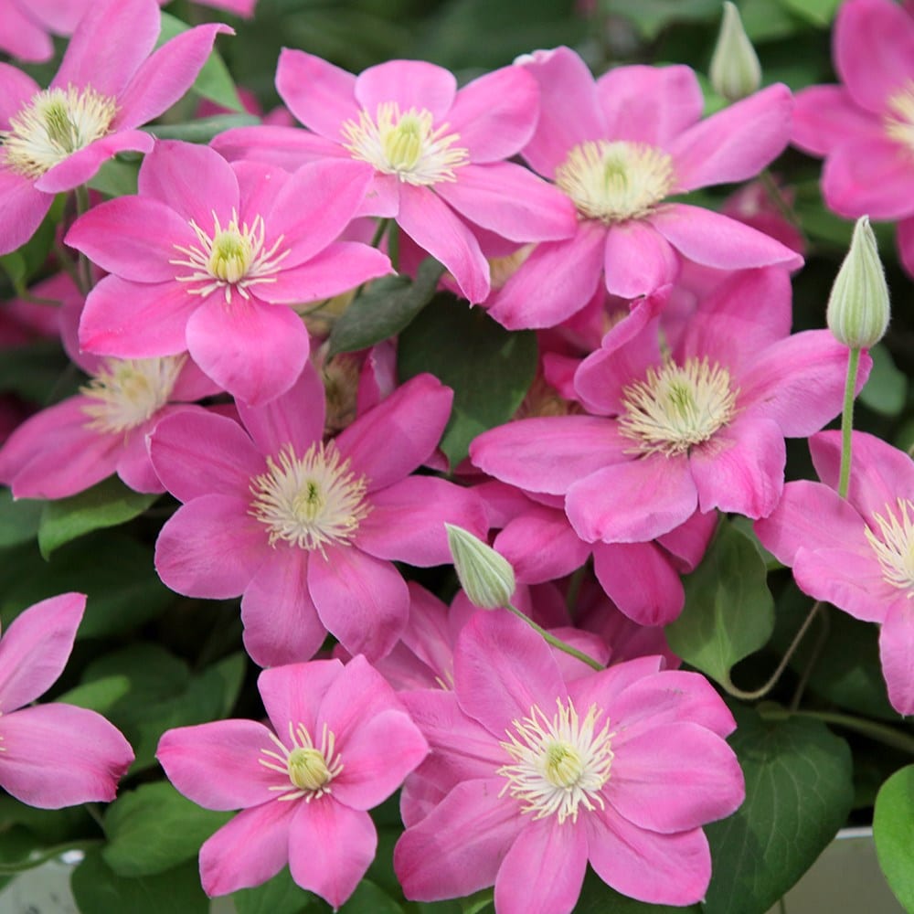 <i>Clematis</i> <b class=small-caps>Alaina</b> ('Evipo056') (PBR) (Boulevard Series)