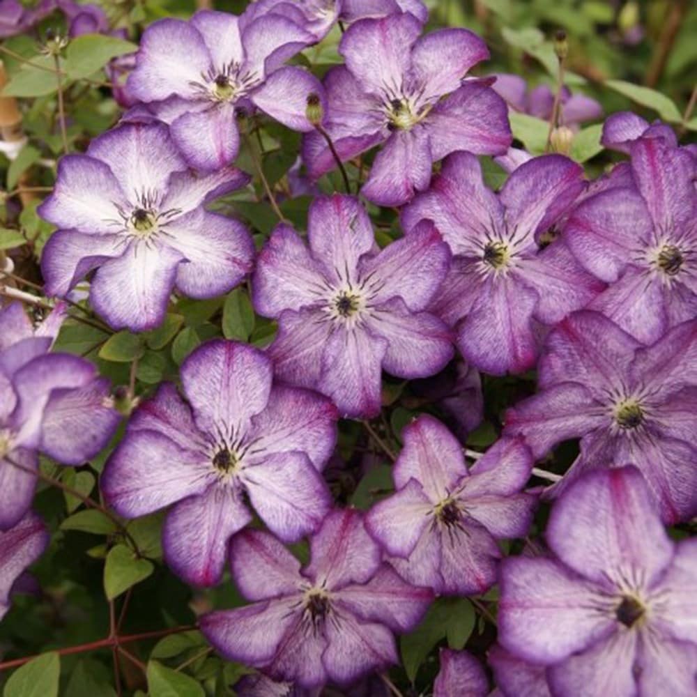 clematis (group 3) (syn. Clematis viticella Super Nova)
