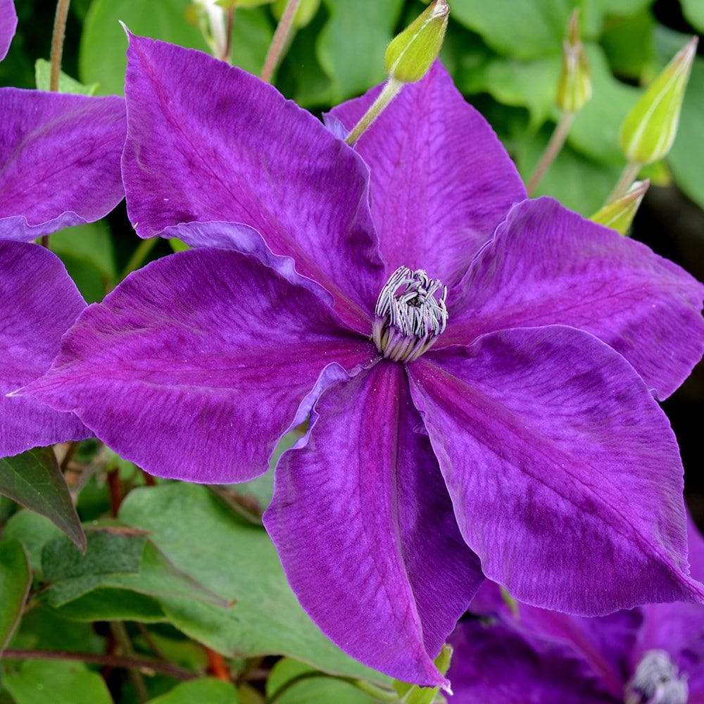 late large flowered clematis (group 3)