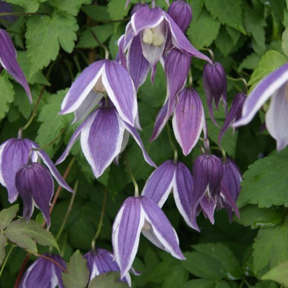 Product options image