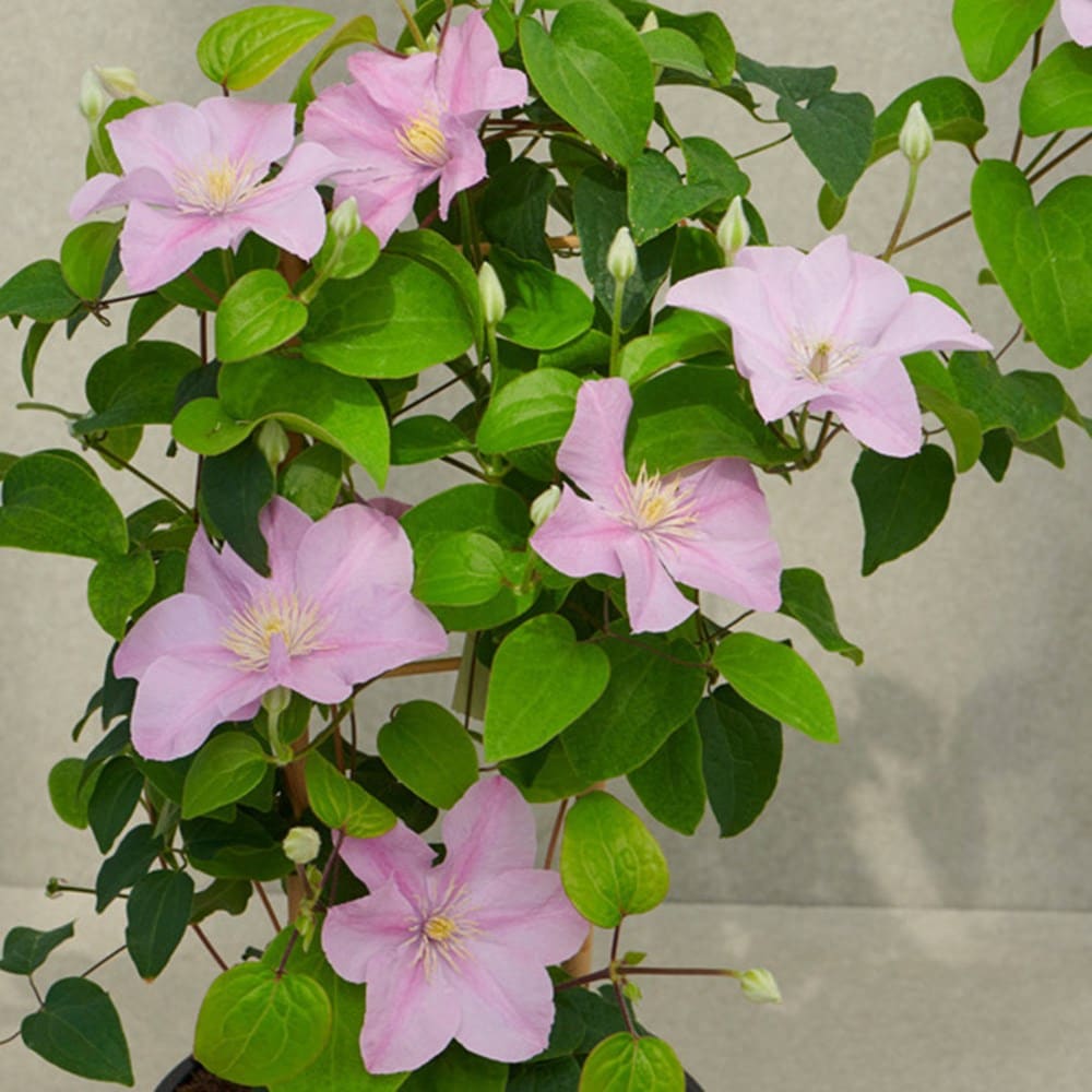 Product options image